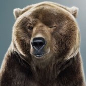 OnePunchBear